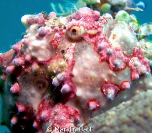 Painted Frogfish, Anilao, Philippines by Marylin Batt 